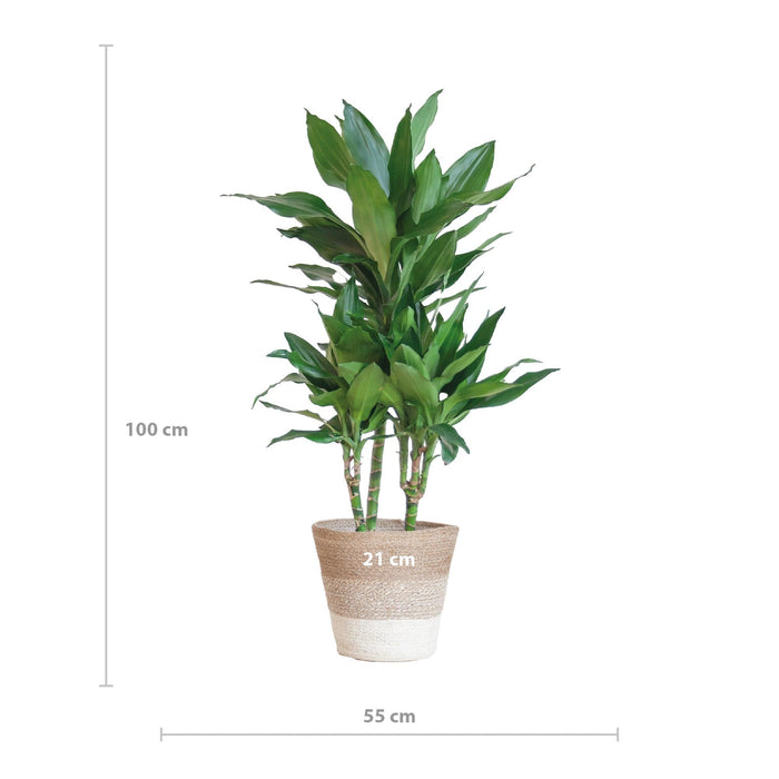 Dracaena Janet Lindt E Il Suo Vaso