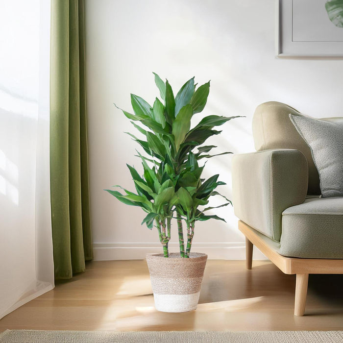 Dracaena Janet Lindt E Il Suo Vaso