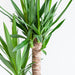 Dracaena Janet Lindt E Il Suo Vaso