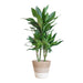 Dracaena Janet Lindt E Il Suo Vaso