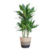 Dracaena Janet Lindt E Il Suo Vaso