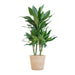Dracaena Janet Lindt E Il Suo Vaso