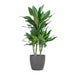 Dracaena Janet Lindt E Il Suo Vaso