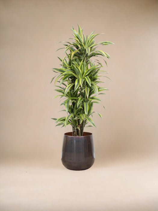 Dracaena Limone Lime