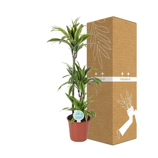 Dracaena 'Limone Limone'