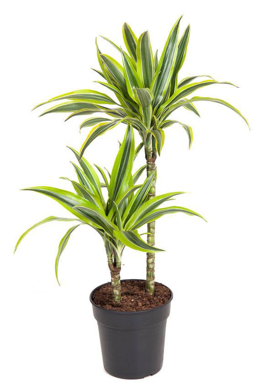 Dracaena 'Limone Limone'