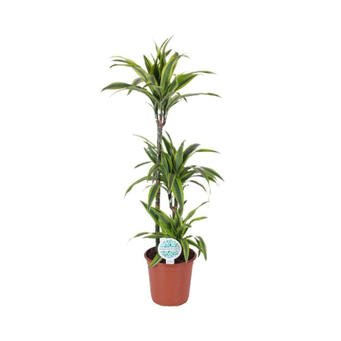 Dracaena 'Limone Limone'