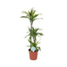 Dracaena 'Limone Limone'