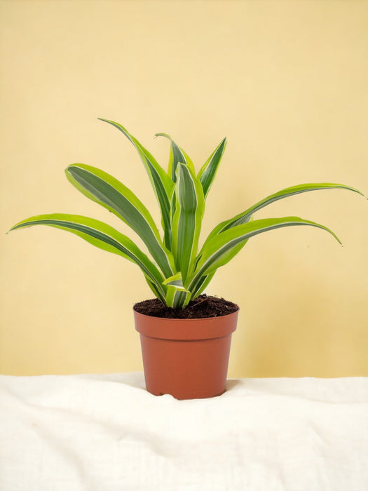 Dracaena Limone Lime