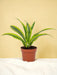 Dracaena Limone Lime