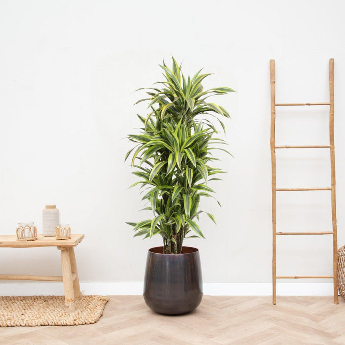 Dracaena Limone Lime