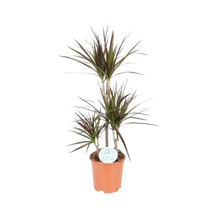 Dracena Magenta