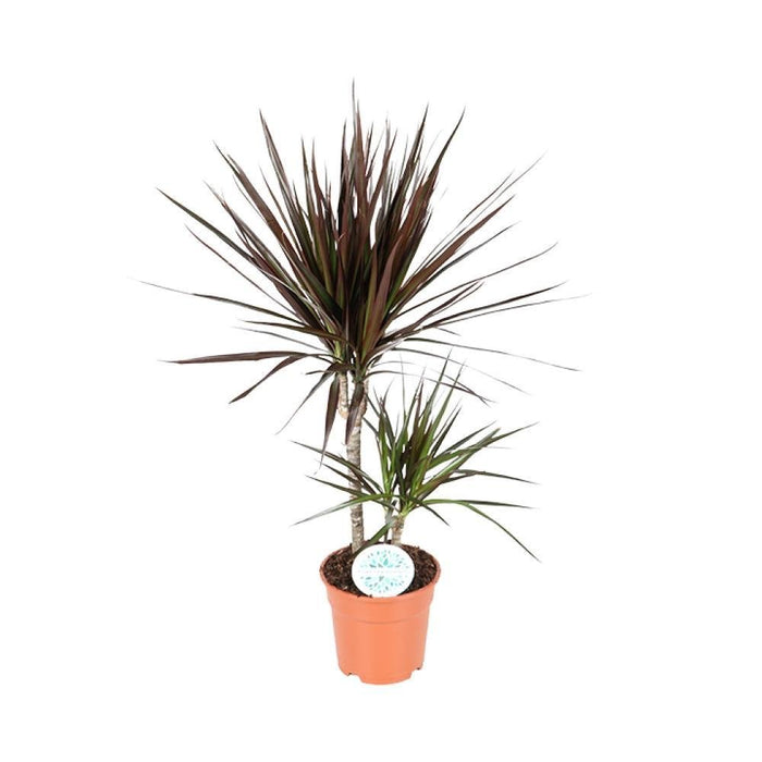 Dracena Magenta
