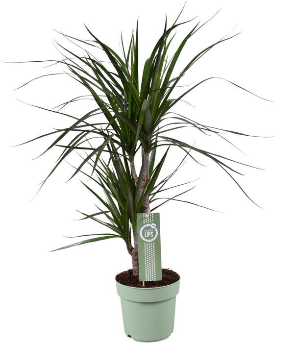 Dracena Marginata