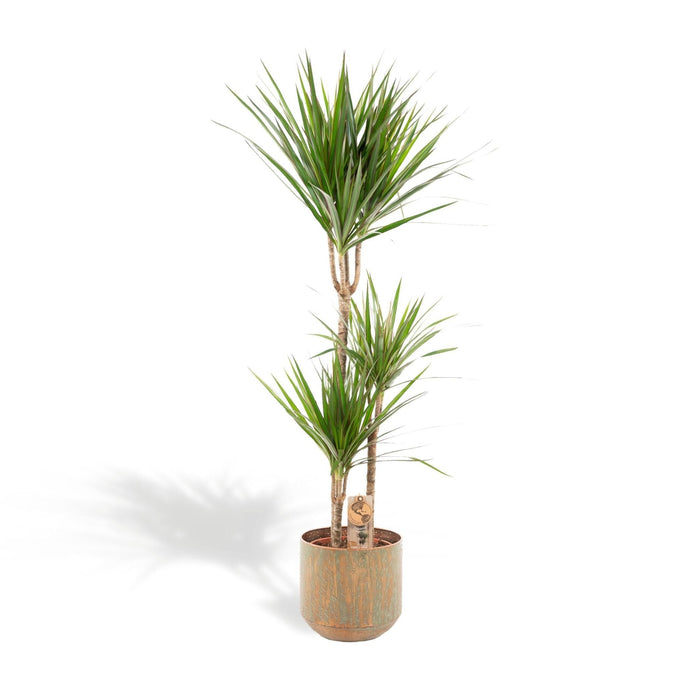 Dracaena Marginata E Il Suo Vaso
