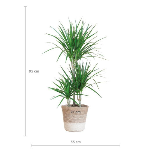 Dracaena Marginata E Il Suo Vaso