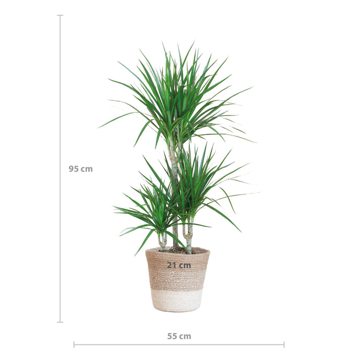 Dracaena Marginata E Il Suo Vaso