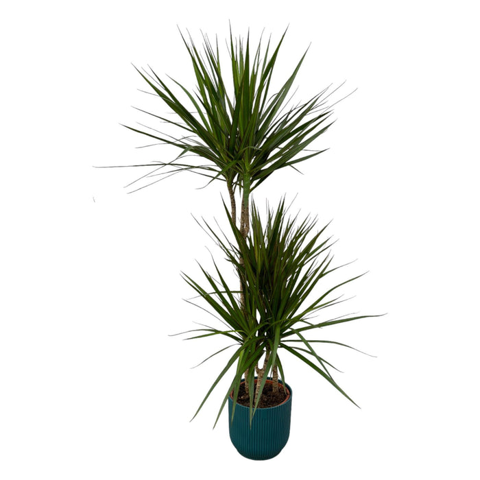 Dracaena Marginata E Il Suo Vaso