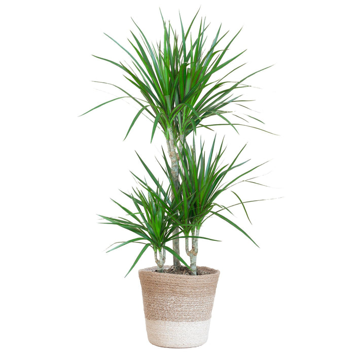Dracaena Marginata E Il Suo Vaso