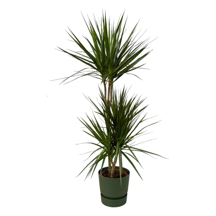 Dracaena Marginata E Il Suo Vaso