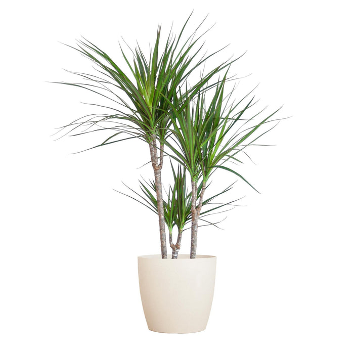 Dracaena Marginata E Il Suo Vaso