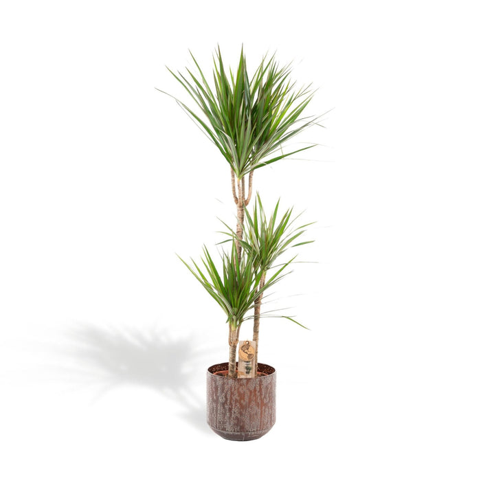 Dracaena Marginata E Il Suo Vaso