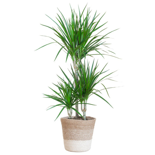 Dracaena Marginata E Il Suo Vaso
