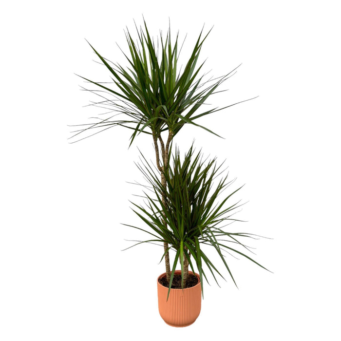 Dracaena Marginata E Il Suo Vaso