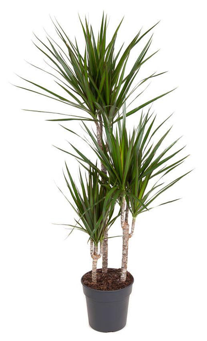 Dracena Marginata