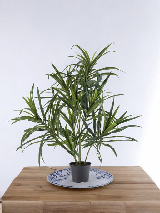 Dracaena Reflexa - Pianta Verde Artificiale