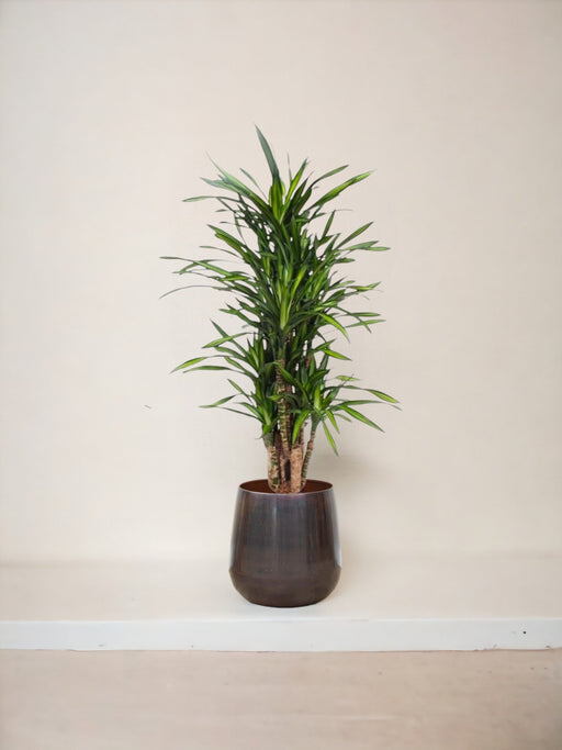 Dracena Riki