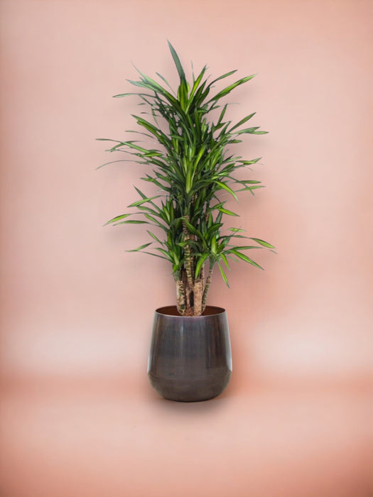 Dracena Riki