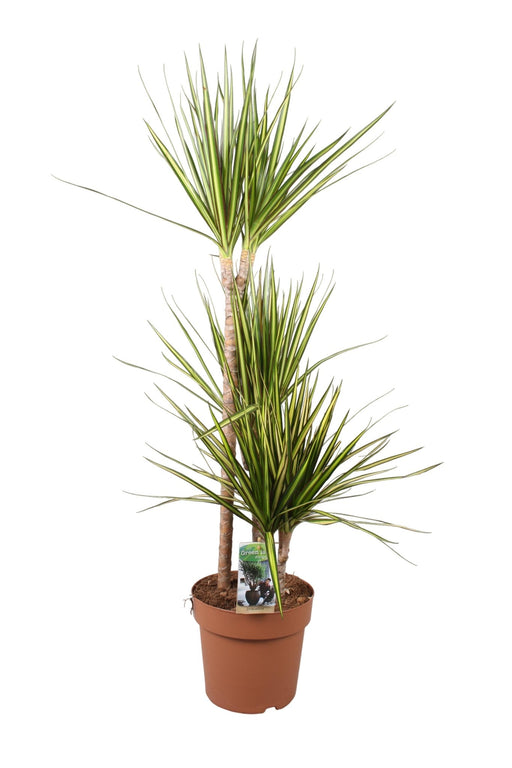 Dracena 'Raggio Di Sole'