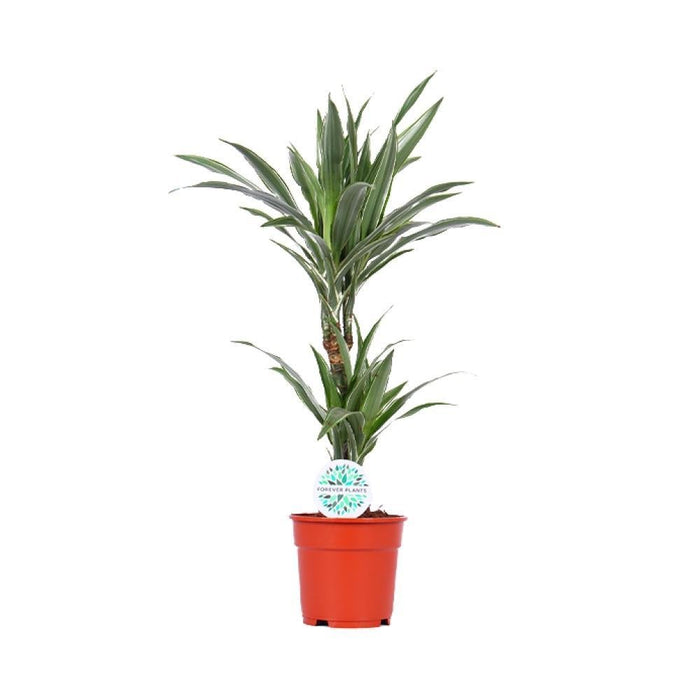 Dracena 'Warneckei'