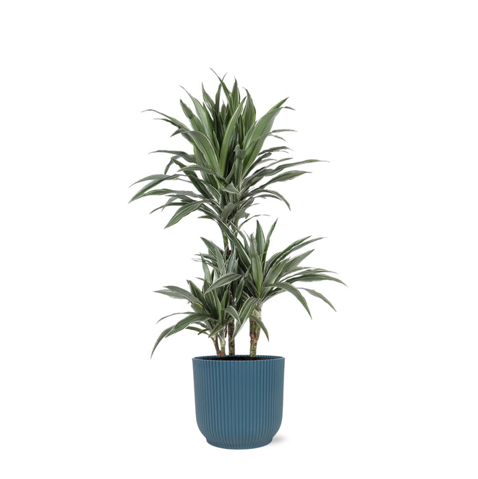 Dracaena Warneckii E Il Suo Vaso