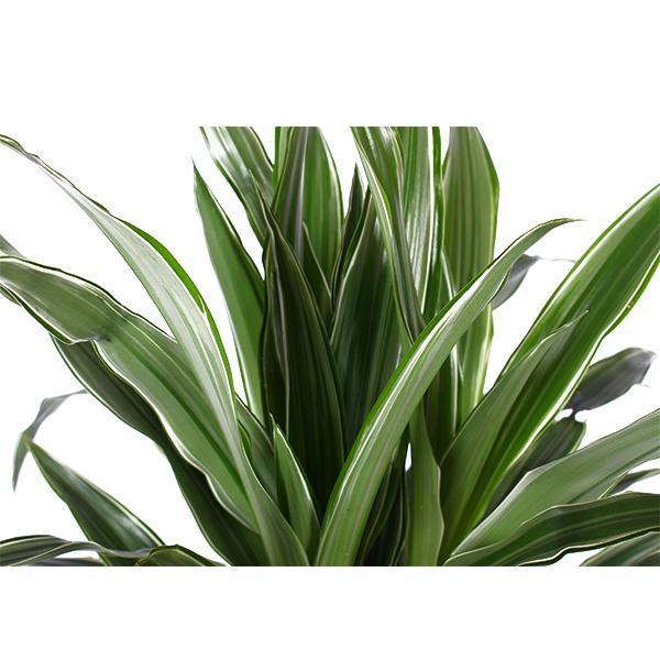 Dracaena Warneckii E Il Suo Vaso