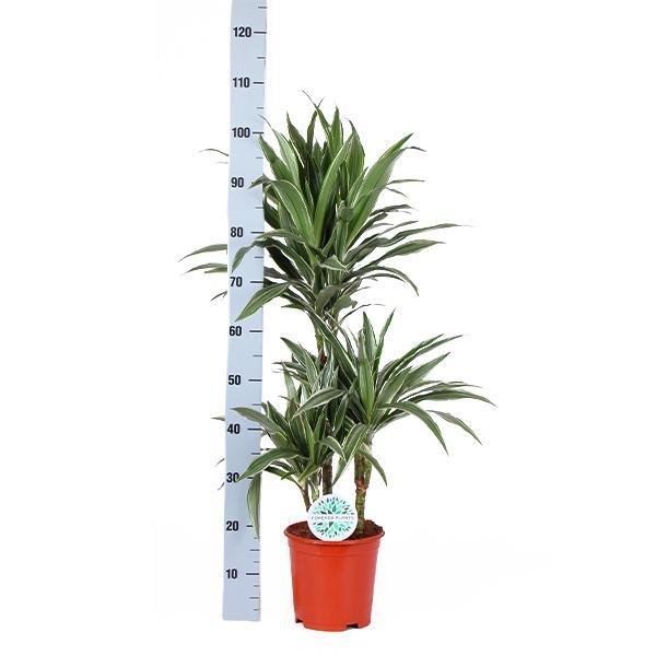 Dracaena Warneckii E Il Suo Vaso