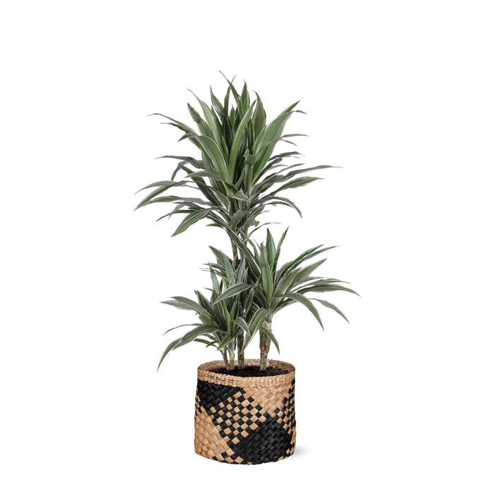 Dracaena Warneckii E Il Suo Vaso