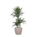 Dracaena Warneckii E Il Suo Vaso