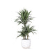 Dracaena Warneckii E Il Suo Vaso