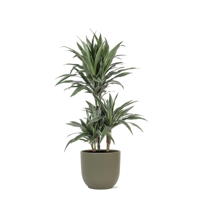 Dracaena Warneckii E Il Suo Vaso