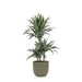Dracaena Warneckii E Il Suo Vaso