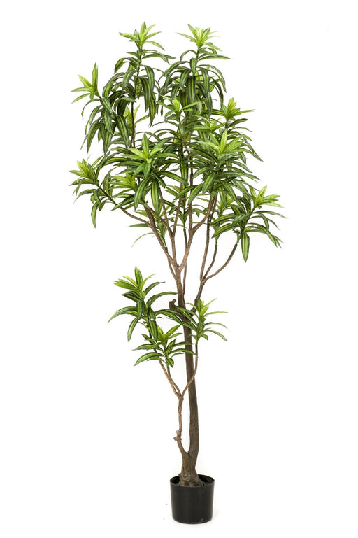Pianta Artificiale Dracaena - H190Cm, Ø17Cm