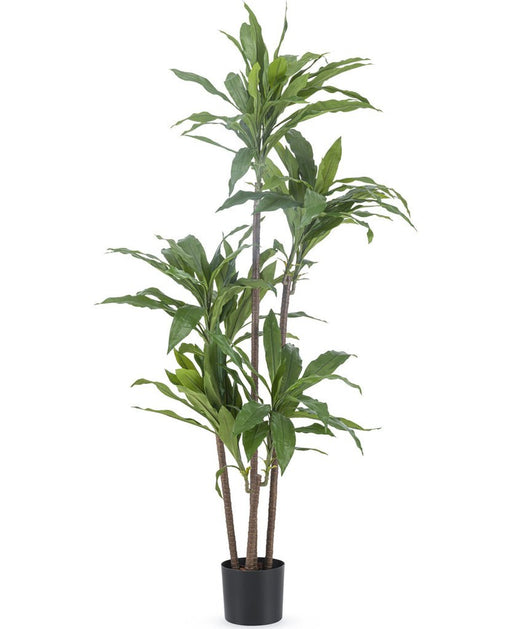 Dracena Fragnans - Grande Pianta Artificiale