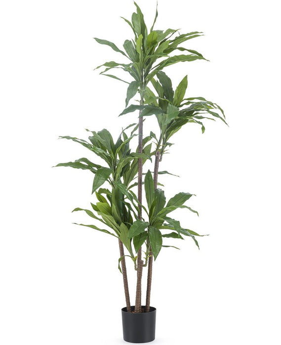 Dracena Fragnans - Grande Pianta Artificiale