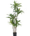 Dracena Fragnans - Grande Pianta Artificiale