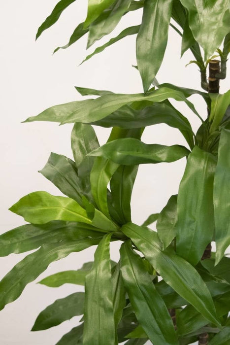 Dracena Fragnans - Grande Pianta Artificiale