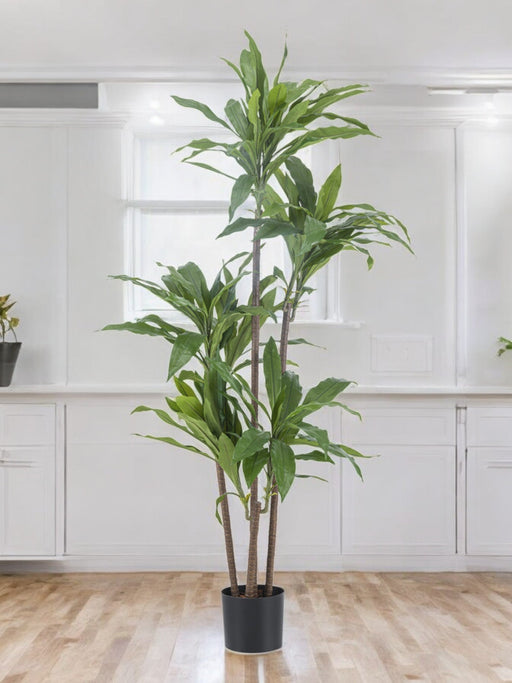 Dracena Fragnans - Grande Pianta Artificiale