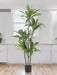 Dracena Fragnans - Grande Pianta Artificiale