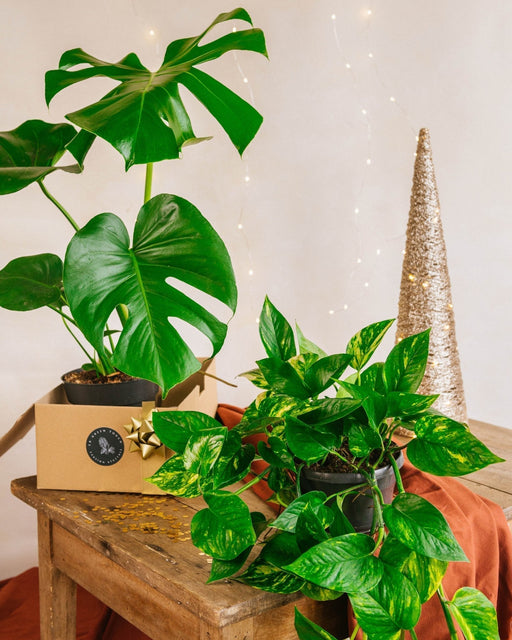 Duo Di Piante Stellari: Monstera E Pothos